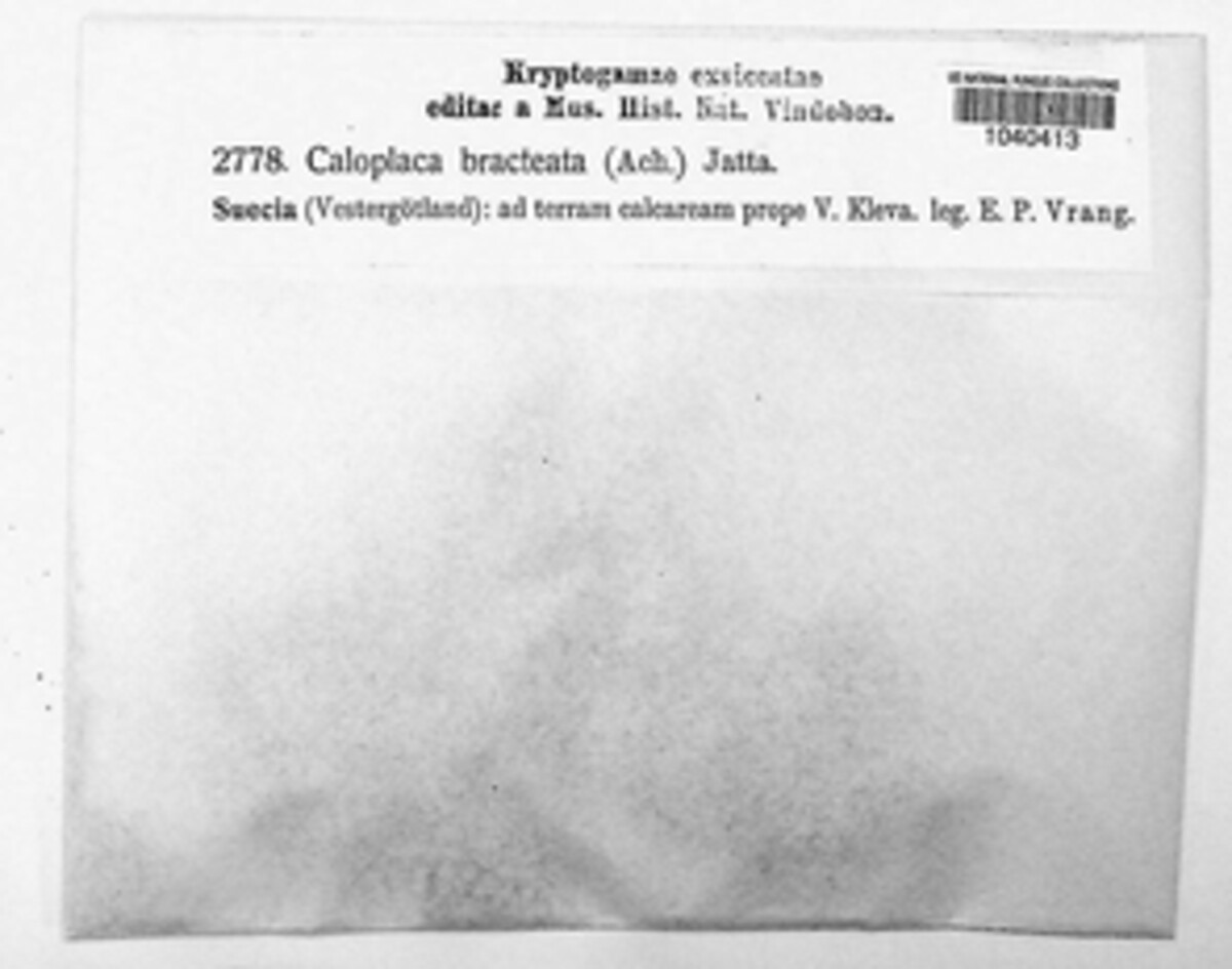 Caloplaca bracteata image
